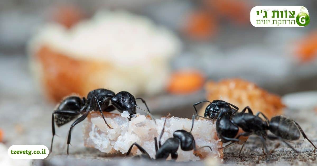פיזור פיתיון לנמלים